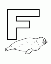 Lettera F di foca in stampatello